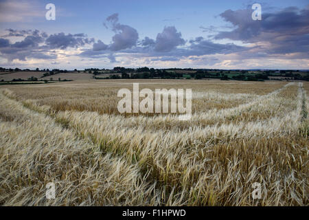 Stürmischer Himmel über eine gereifte Gerstenfeld im Tasley, Bridgnorth, Shropshire, England, UK. Stockfoto