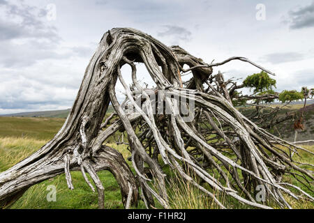 Knorrige Wacholder Juniperus Communis North Pennines, obere Teesdale, County Durham, Großbritannien Stockfoto