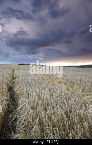 Stürmischer Himmel über eine gereifte Gerstenfeld im Tasley, Bridgnorth, Shropshire, England, UK. Stockfoto