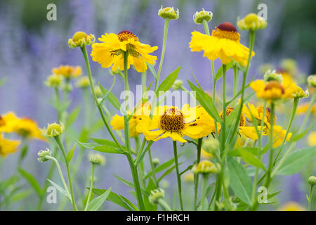 Helenium "Riverton Schönheit". Sneezeweed Blumen Stockfoto