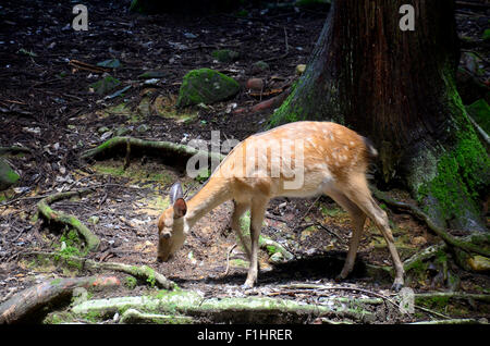 Beleuchtung und Reh im Wald Stockfoto