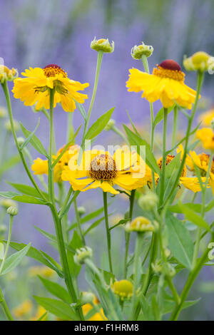 Helenium "Riverton Schönheit". Sneezeweed Blumen Stockfoto