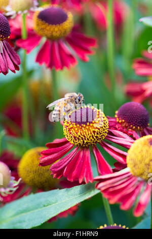 Honigbiene auf Helenium blühen "Ruby Tuesday". Sneezeweed Stockfoto