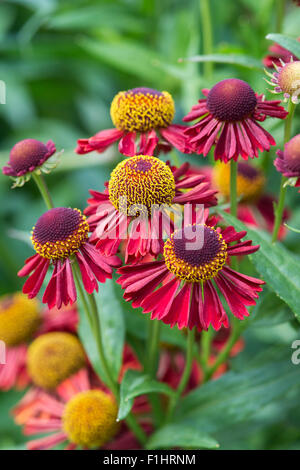 Helenium "Ruby Tuesday". Helens blühen. Sneezeweed Blumen Stockfoto