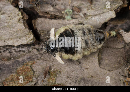 Vapourer Motte, rostige Tussock Moth, Weiblich, Schlehenspinner, Weibchen, Kleiner Bürstenspinner, Orgyia Antiqua, Orgyia Recens Stockfoto