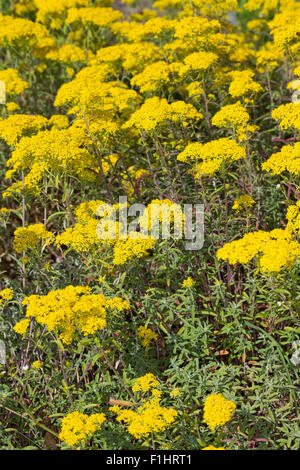 Silber Alyssum, Silber-Steinkraut, Silbergraues Steinkraut, Silberkraut, Alyssum gnostische Stockfoto