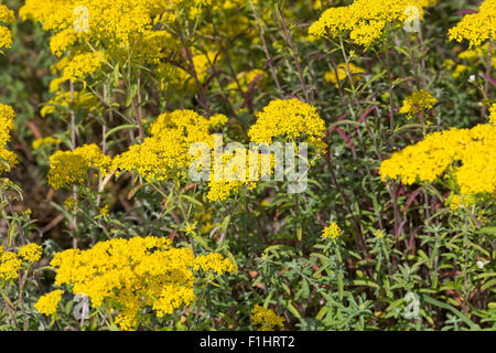 Silber Alyssum, Silber-Steinkraut, Silbergraues Steinkraut, Silberkraut, Alyssum gnostische Stockfoto