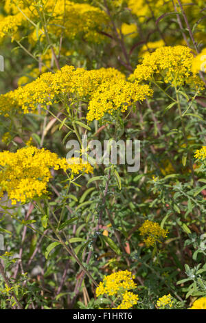 Silber Alyssum, Silber-Steinkraut, Silbergraues Steinkraut, Silberkraut, Alyssum gnostische Stockfoto