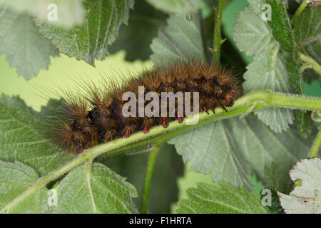 Creme-Ort Tiger, Raupe, Schwarzer Bär, Raupe, Arctia Villica, Epicallia Villica, Woolly Bär, wollige Wurm Stockfoto