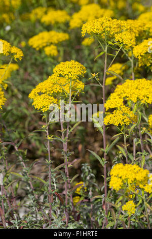 Silber Alyssum, Silber-Steinkraut, Silbergraues Steinkraut, Silberkraut, Alyssum gnostische Stockfoto