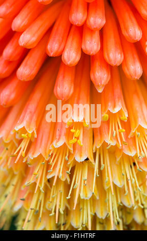 Kniphofia uvaria 'Nobilis'. Red Hot poker Blume Nahaufnahme Stockfoto