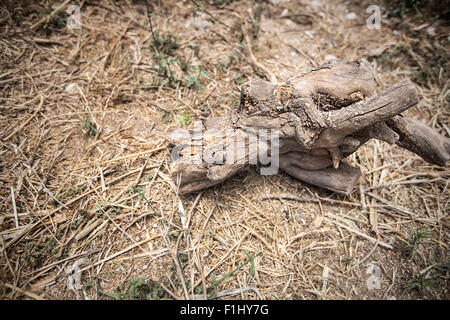 Trockenes Scheitholz meldet sich in einem Haufen Stockfoto