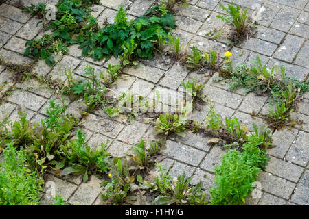 Unkraut wächst durch die Spalten zwischen den Pflastersteinen in eine städtische Front Garten England uk Stockfoto