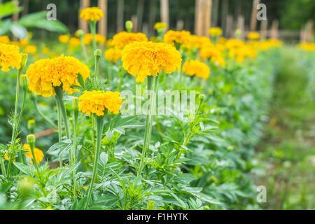 Tagetes (Tagetes Erecta, mexikanische Ringelblume, aztekische Ringelblume, afrikanische Ringelblume) im Garten Stockfoto