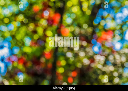 Soft-Fokus-Foto von hellen Wald mit Sonnenlicht, abstrakte natürlichen Hintergrund verschwommen Grunge Bild, Stockfoto