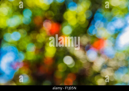 Soft-Fokus-Foto von hellen Wald mit Sonnenlicht, abstrakte natürlichen Hintergrund verschwommen Grunge Bild, Stockfoto