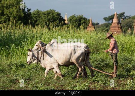 Bauer pflügt Feld vor Bagan Stupas mit Ochsen gezogenen Pflug. In der Nähe von Raya Nga Zu Pagode von Nyaung U Straße getroffen Stockfoto