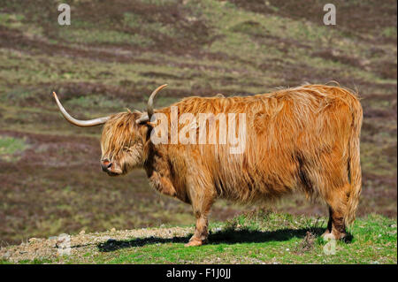 Highland-Kuh (Bos Taurus) Porträt in den schottischen Highlands, Schottland, UK Stockfoto