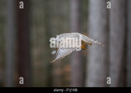 Nördlichen Habicht (Accipiter Gentilis) fliegen Thhrough Wald Stockfoto