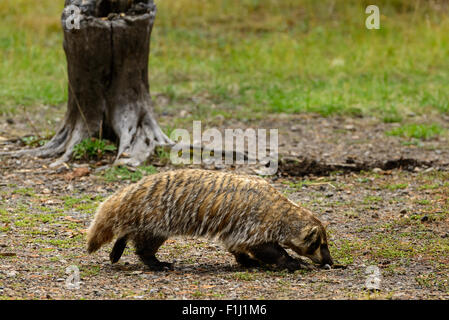 Foto von einer amerikanischen Dachs vom Yellowstone National Park Stockfoto