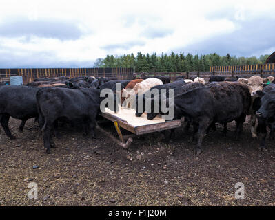 Galloway Black Angus X Yearlings, Rindfleisch Rinder Fütterung auf Boden Gerste & Diatomeous Erde. Stockfoto