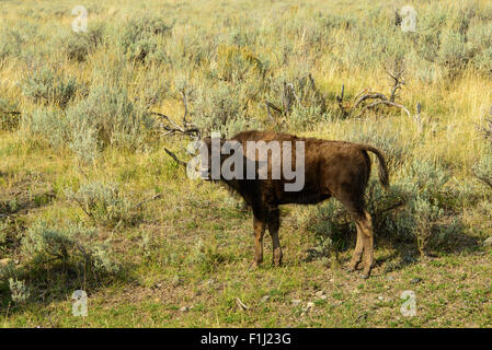 Bilder des Büffels Herde von Hayden Valley, im Yellowstone-Nationalpark, WY. Stockfoto