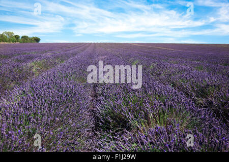 Lavendelfelder in Hitchin, Großbritannien Stockfoto