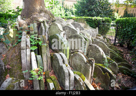 Die Hardy-Baum auf dem Gelände der alten Kirche St. Pancras, London, UK Stockfoto