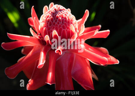 Fackel Ingwer, Etlingera Elatior Blumen Familie zingiberaceae Stockfoto