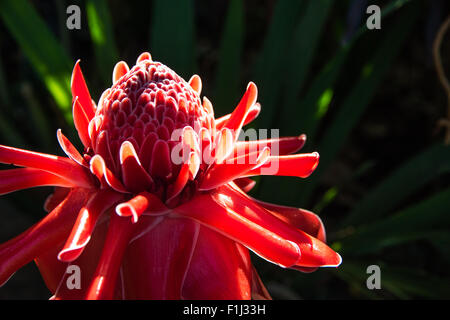 Fackel Ingwer, Etlingera Elatior Blumen Familie zingiberaceae Stockfoto