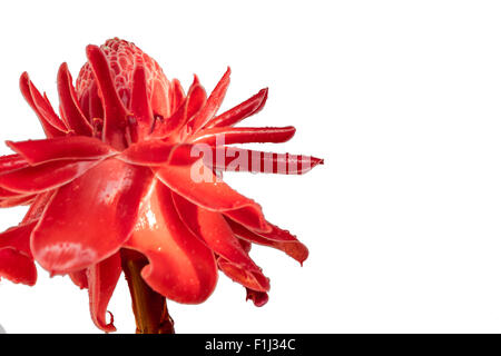 Fackel Ingwer, Etlingera Elatior Blumen Familie zingiberaceae Stockfoto