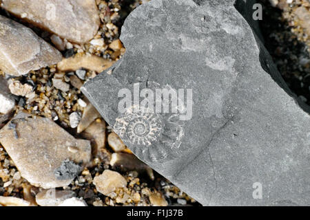 Ammonit Fossil. Großaufnahme, differenzielle Fokus. Stockfoto