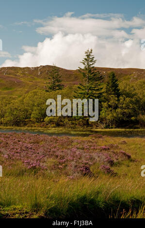 Loch Tarff mit Heather in Blume Stockfoto