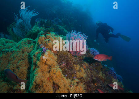 Ein Taucher mit Gorgonien und Sheephead in Marine Schutzgebiet von Kalifornien Stockfoto