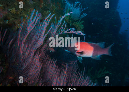 California Sheephead Semicossyphus Pulcher Schwimmen unter Meer Fans in einem Marine Schutzgebiet in der Nähe von Catalina Island, Kalifornien Stockfoto