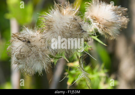 Distel Stockfoto