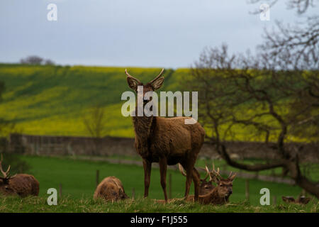Alarm Jungen Hirsch Stockfoto