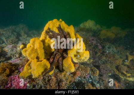 Eine Sonnenblume Sterne Pycnopodia Helianthoides Fütterung auf einem gelben Schwamm von einem felsigen Riff in Alaska Stockfoto