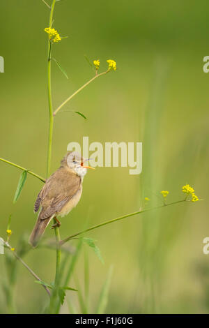 Marsh Warbler (Acrocephalus Palustris) Vogel singen in einem Feld mit gelben Blüten Stockfoto