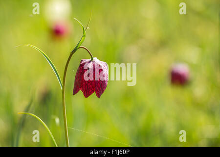 Eine lila Schlange Kopf Fritillary Blume (Fritillaria Meleagris) in einem Feld mit Blumen. Stockfoto