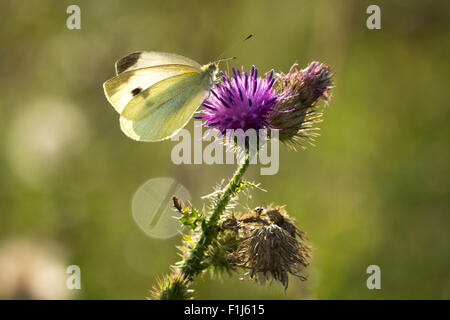 Kleine weiße (Pieris Rapae) Schmetterling Fütterung Nektar aus einer Blume lila Distel in einem Wald Stockfoto