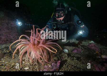 Ein Taucher mit einem purpurnen Anemone Cribrinopsis fernaldi Stockfoto