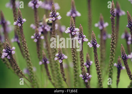 Close-up des Blue Vervain (Eisenkraut spießförmigen) ein lila Feuchtgebiet Wildblumen. Stockfoto