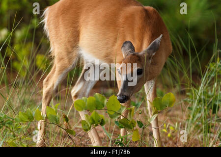 White Tail Futtersuche auf Assateague Island National Seashore Stockfoto