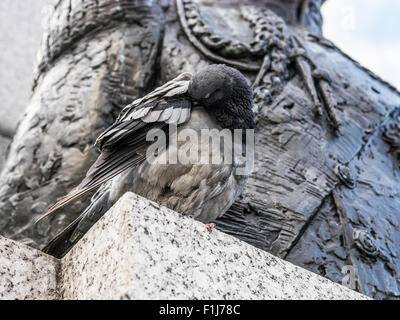 Taube predigend am Trafalgar Square an einer Statue Stockfoto