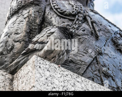 Taube ruhen auf dem Trafalgar Square auf einer Statue Stockfoto