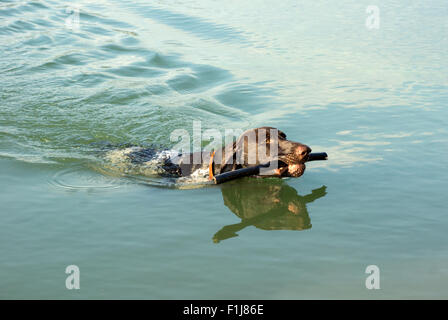 Deutsche kurze Haare Zeiger bringen geworfen Stick im Wasser Stockfoto