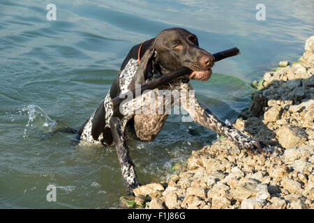 Deutsche kurze Haare Zeiger bringen geworfen Stick im Wasser Stockfoto