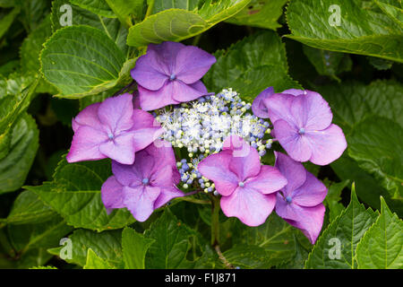 Blumen der Lacecap Hortensie, Hydrangea Macrophylla "Geoffrey Chadbund", auf leicht sauren Boden gewachsen Stockfoto