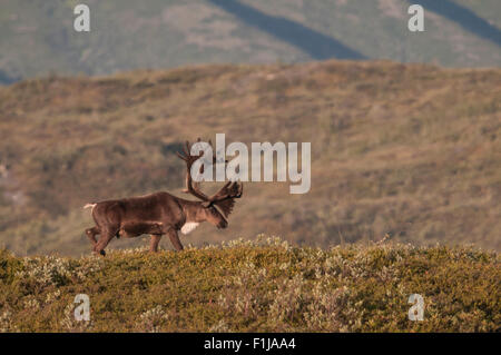 Bull Caribou (Rangifer Tarandus) mit Geweih aus Samt, der ihr Wachstum nährt, bis es vor der Brunft Herbst vergossen wird. Stockfoto